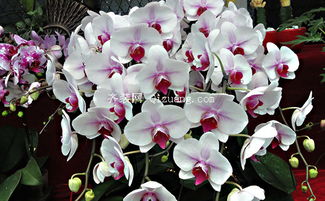 禁忌一：浇水不当， 导致根部腐烂