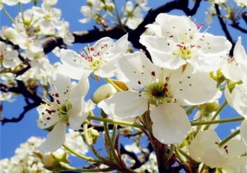 梨花凋谢的时间是何时呢？