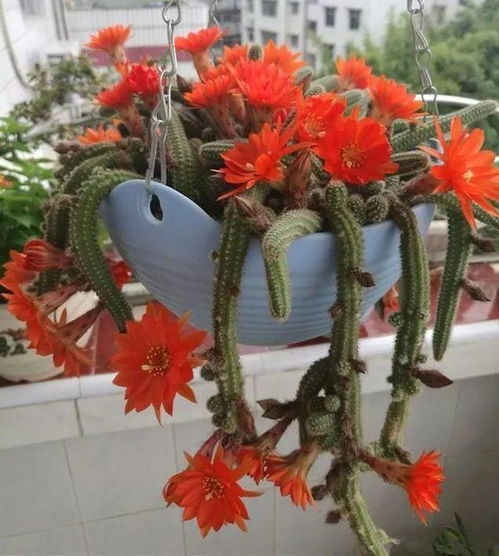 美人娇花，谁家栽培