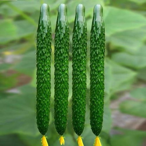 夏季黄瓜高效灌溉技巧，提升产量与品质！