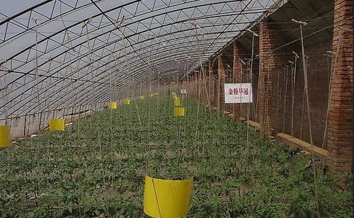 北方种植党参的关键因素