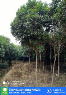 影响苗木价格的因素多多