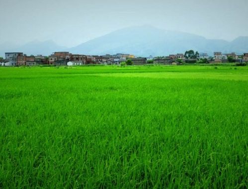 农药对植物的影响