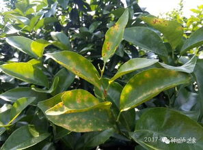 柑橘溃疡病，真的Neng一招制胜吗？