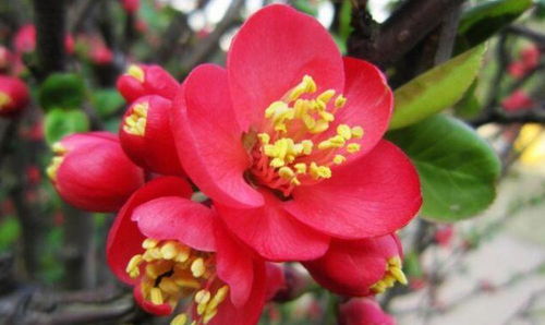 海棠花， 繁华似锦