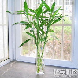 园艺风水， 植物的力量