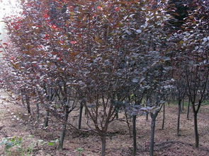 紫叶李， 叶子美得像画