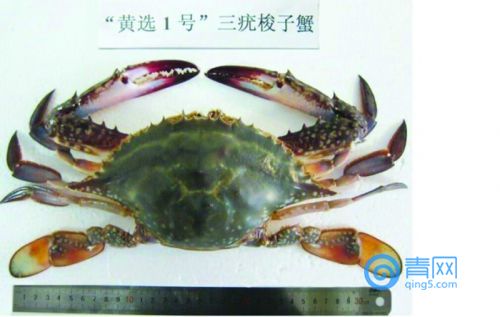 梭子蟹家族，海洋渔业新宠