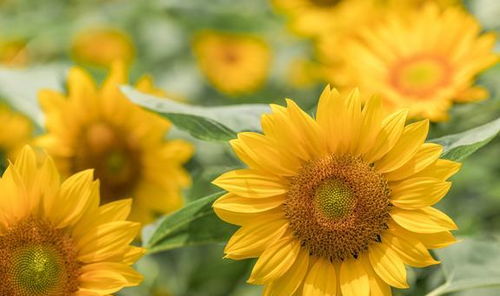 太阳花，播种量的关键