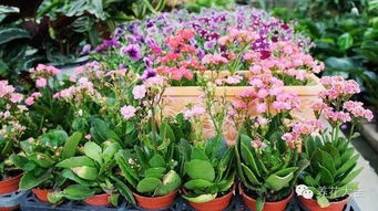 光照不足， 影响米兰生长