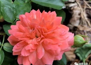 促进血液循环：健康的心血管