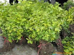 红叶石楠与红叶女贞：哪个梗容易养