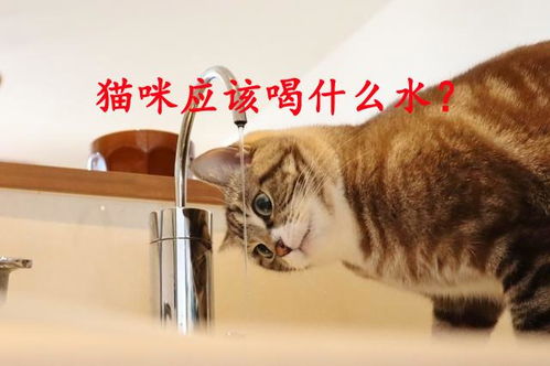 猫咪能喝菊花茶水吗？这些危害你一定要知道