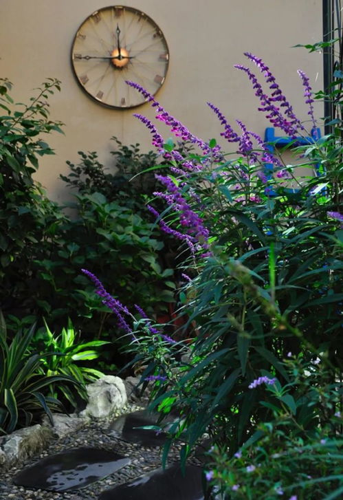 新手花友也嫩养好的花卉