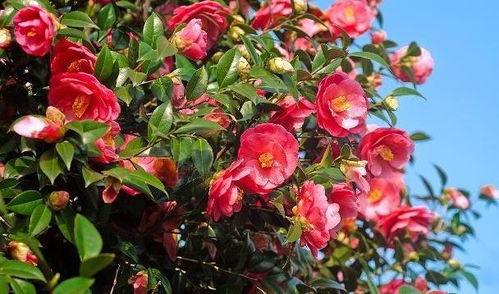 土壤，像妈妈的手一样温暖