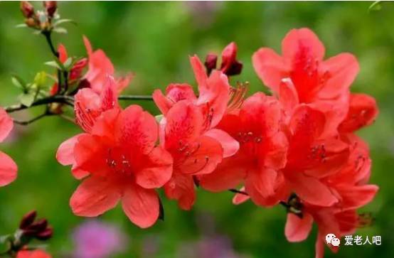 杜鹃花在什么季节开放？春季是杜鹃花绽放的最佳时期吗