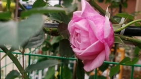 春季种植玫瑰花？那可是好时节！