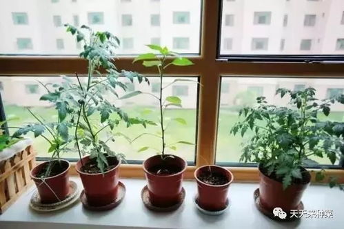 自制养花种菜杀虫剂配方有哪些？