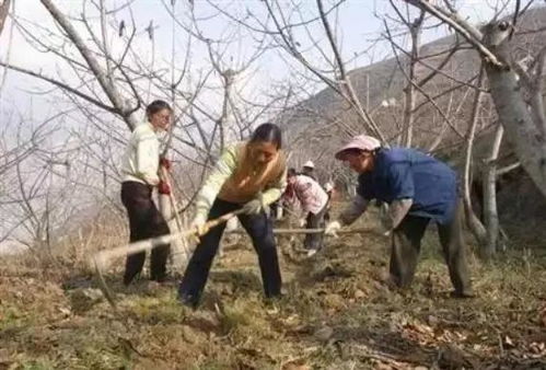 樱桃树冬季休眠期病虫害防治，关注病虫害定义及防治方法