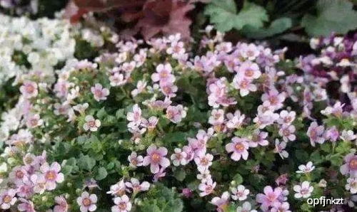 三、 四月种植的花卉推荐