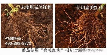 第一步：低温处理， 唤醒种子活力