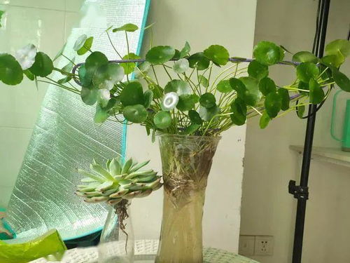 小梅花树如何剪枝造型？如何打造独特花形