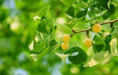 银杏树果子能吃吗？看完这篇你就知道了