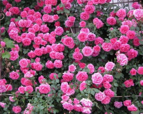 藤本月季牵引， 春天花量减半的真相