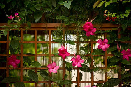 叶子发黄脱落， 私信我教你解决