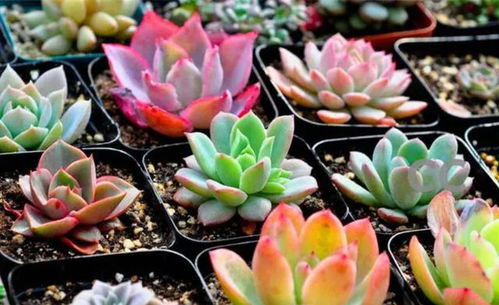 多肉植物如何根据季节变化调整浇水施肥