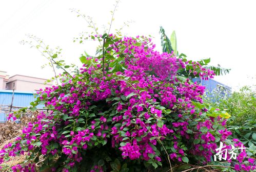 广东的气候特点