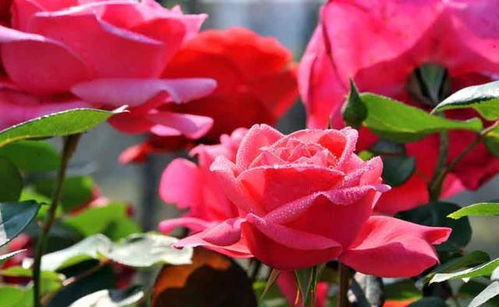 播种繁殖：简单易行，量大价优？