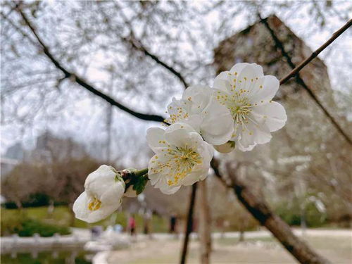 生病住院送什么花？看病人送花指南