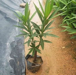 夹竹桃长得太大，如何巧妙剪枝拆分为一株双生