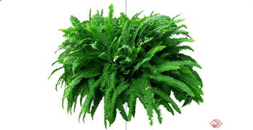 灌木种类繁多，形态各异。