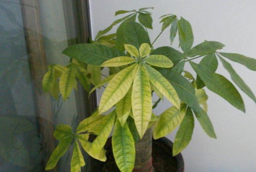 土壤干旱？还是温度过低？