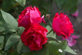 杂种茶香月季：花中的贵族