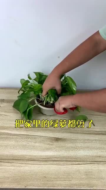 彩虹竹竽生长环境变了吗？