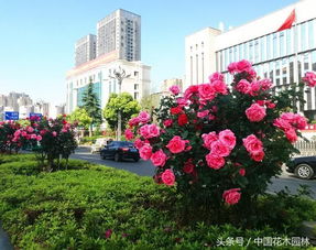 春城昆明的月季花海， 美得让人心醉