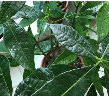 植物叶子怎么变亮？只需一招
