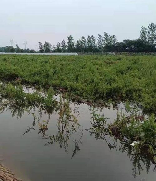 田埂旁的杂草也是越冬场所