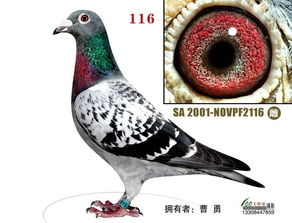 南非鸽草入侵风险高，生态破坏严重