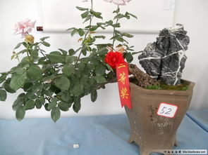 施肥与修剪的艺术