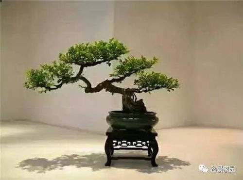 盆景树桩枝干造型，如何巧妙融入自然之美