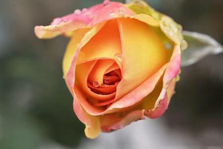 栽前准备，别大意