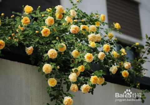 花型：小包子VS大包子