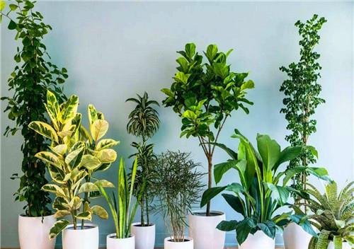 属羊养绿植最吉利？这些绿植让你事事顺心