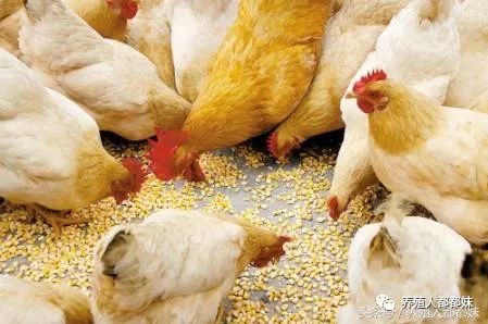 鸡心包积液：饲料不当、环境应激、病原感染、遗传因素