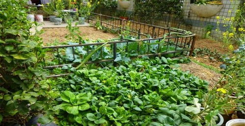 茶花树种植在中药材市场前景广阔，农民纷纷加入栽培行列