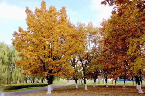 橡树种子种植的春天与秋天之争